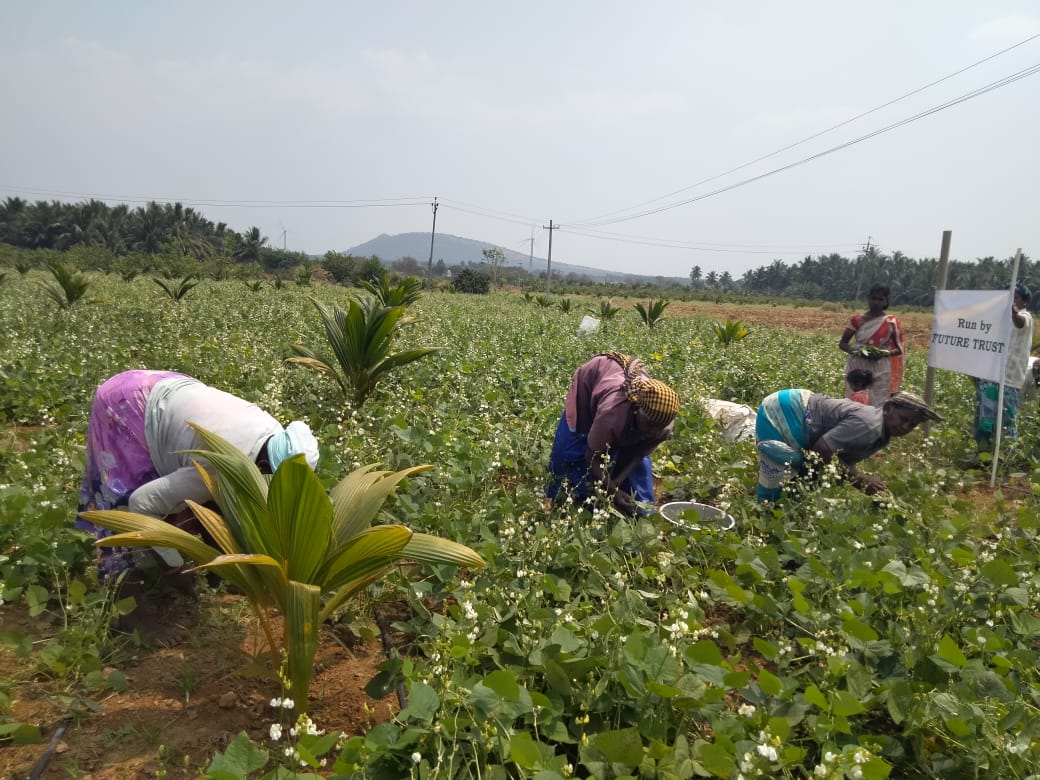 Women harvesting beans in a Future Trust supported field