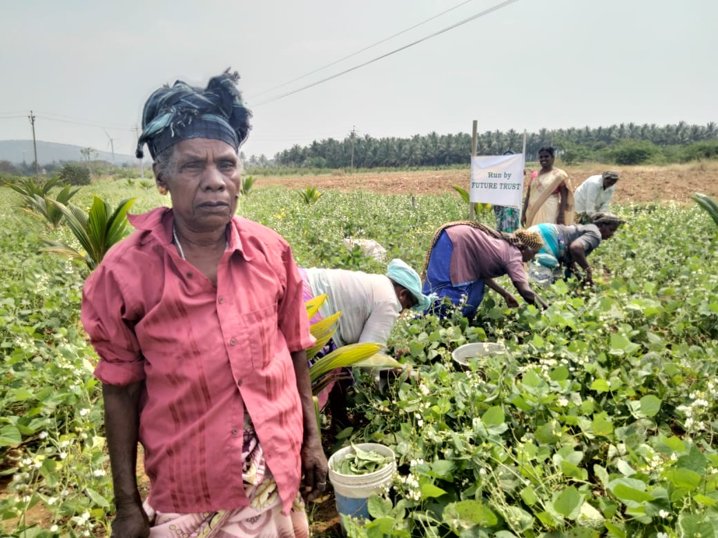 A farmer standing in a flourishing bean field run by Future Trust