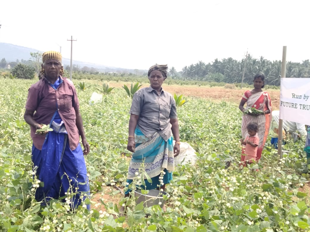 Farmers with the day's bean harvest beside the Future Trust field banner