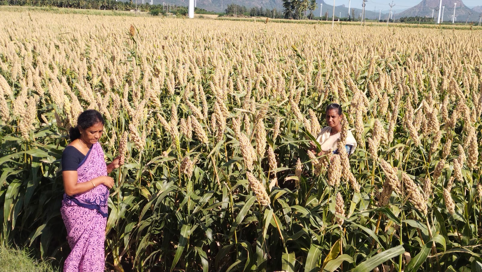 Farmers inspecting a standing crop in the fields near Kodaikanal